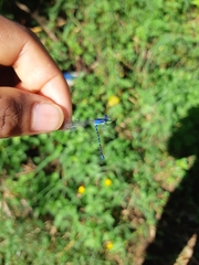 Argia extranea