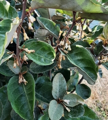 Elaeagnus reflexa