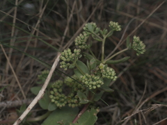 Hylotelephium maximum