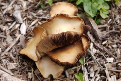 Agrocybe