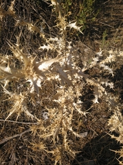 Scolymus hispanicus