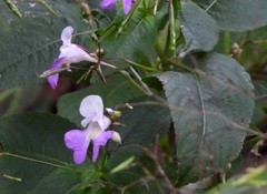 Impatiens balfourii
