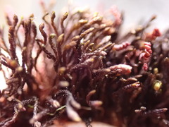 Andreaea