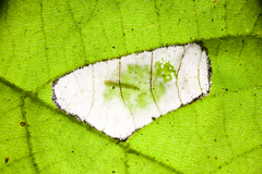 Phyllonorycter lucetiella