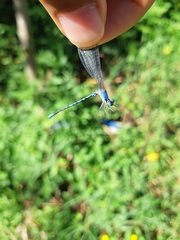 Argia extranea