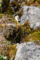 Draba hirta