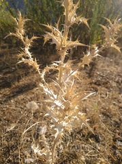 Scolymus hispanicus