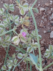 Acleisanthes chenopodioides