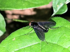 Chrysopilus