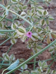 Acleisanthes chenopodioides