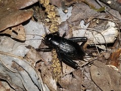 Gryllus veletis