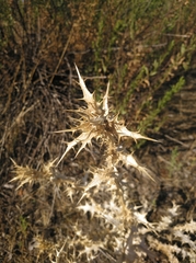 Scolymus hispanicus