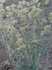 Acleisanthes chenopodioides