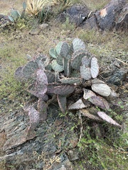 Opuntia macrocentra