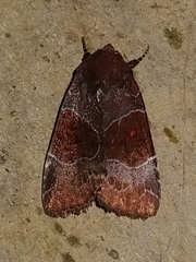 Hampsonodes mastoides