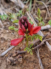 Indigofera alternans