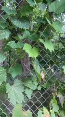 Vitis rotundifolia