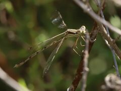 Lestes barbarus
