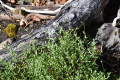 Stellaria crassipes