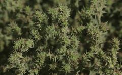 Salsola kali