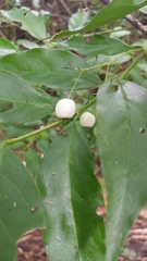 Magnoliopsida