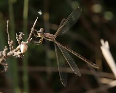 Lestes barbarus