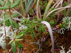 Empetrum nigrum