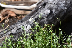 Stellaria crassipes
