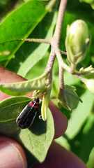 Acmaeodera flavomarginata