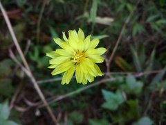 Pyrrhopappus carolinianus