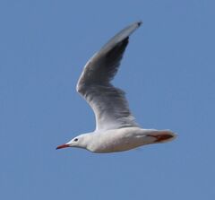 Chroicocephalus genei