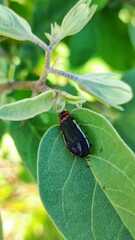 Acmaeodera flavomarginata