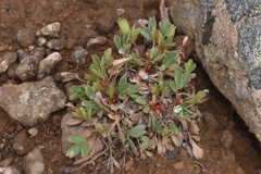 Sibbaldia procumbens
