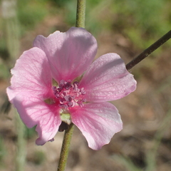 Althaea cannabina