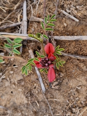 Indigofera alternans