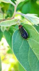 Acmaeodera flavomarginata