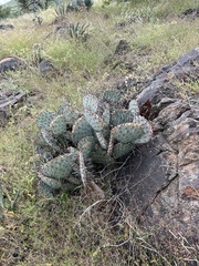 Opuntia macrocentra