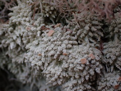 Icmadophila ericetorum