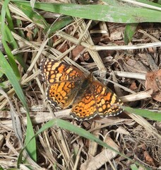 Phyciodes mylitta