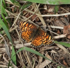 Phyciodes mylitta