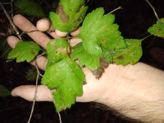 Crataegus pulcherrima
