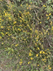 Ulex minor