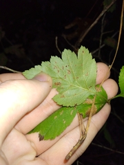 Crataegus pulcherrima