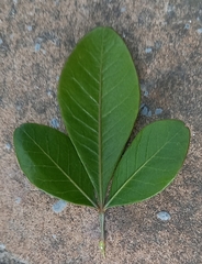 Searsia lucida lucida