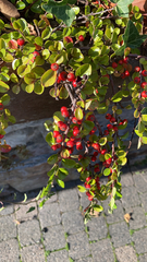 Cotoneaster horizontalis