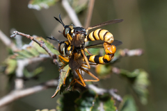 Conops quadrifasciatus