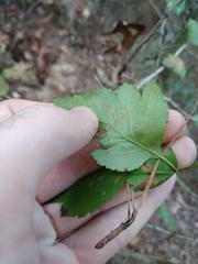 Crataegus pulcherrima