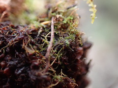 Cephaloziella