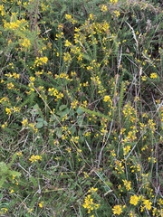 Ulex minor