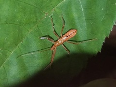 Rocconota annulicornis